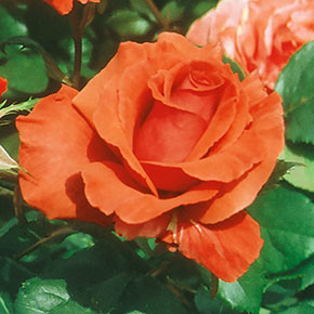 Orange Jumbo Rose Sampler