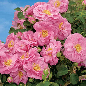 Cape Diamond™ Climbing Rose