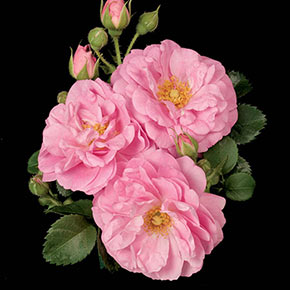 Cape Diamond™ Climbing Rose