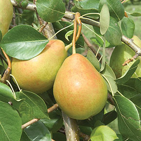 Crisp 'n Sweet™ Pear