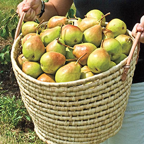 Crisp 'n Sweet™ Pear