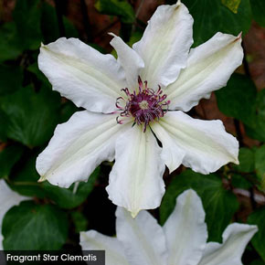 Carnival Spirit Clematis Collection