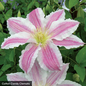 Carnival Spirit Clematis Collection