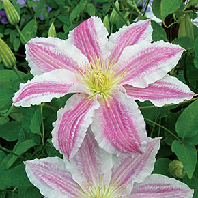 Clematis Cotton Candy Vancouver<sup>™</sup>