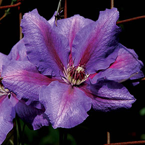 Clematis Danielle Vancouver<sup>™</sup>