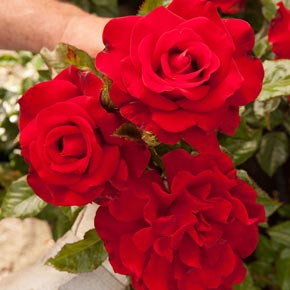 Drop Dead Red™ Floribunda Rose