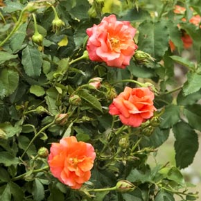 Apricot Princess<sup>®</sup> Shrub Rose