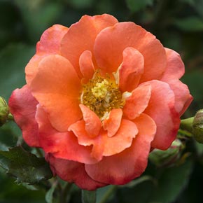 Apricot Princess<sup>®</sup> Shrub Rose