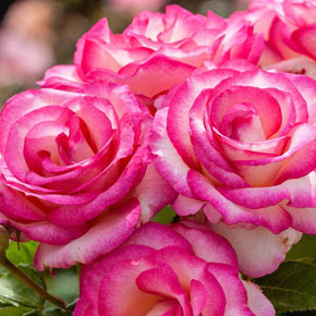 Miss Congeniality™ Grandiflora Rose