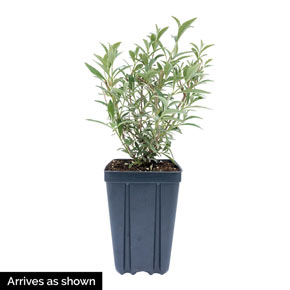 Blue Ribbon Butterfly Bush