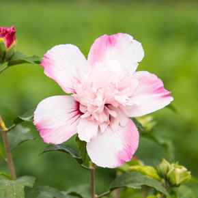Danica<sup>®</sup> Hardy Hibiscus