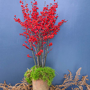 A bouquet of red winterberries