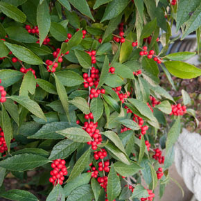 A closeup of red winterberry