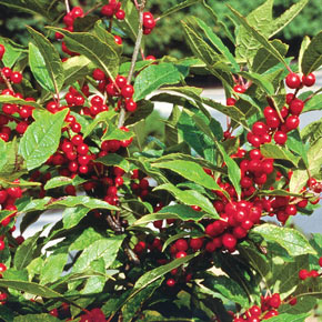 A sideview of a winter red winterberry shrub