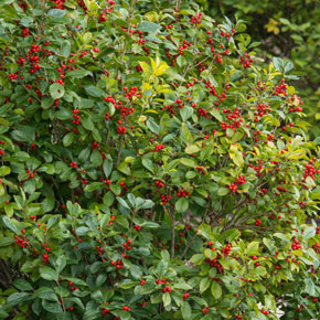 Winter red winterberries