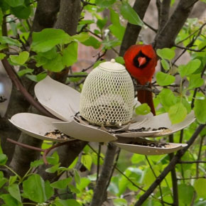 Magnolia Bird Feeder