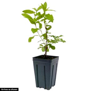Inkarho<sup>®</sup> Evergreen Rhododendron