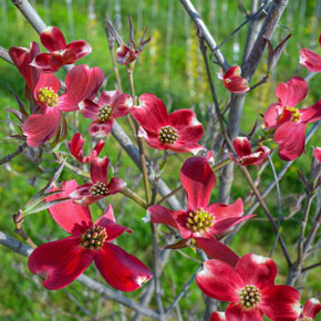 Raging Red Flowering Dogwood Tree