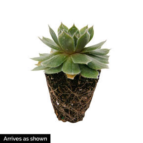 Hens and Chicks Collection