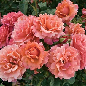 Easy Does It<sup>®</sup> Floribunda Rose