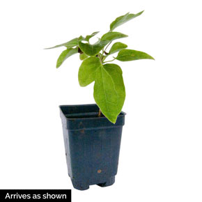 Clematis General Sikorski