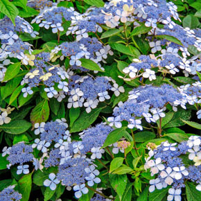 Blue Billow Hydrangea