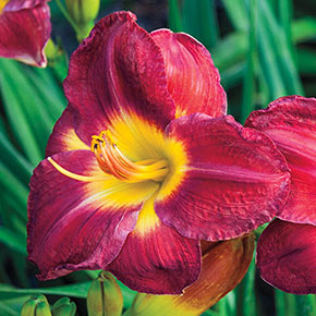 Passion for Red Jumbo Daylily