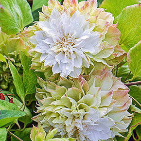 Clematis Midori