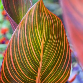 Phasion Variegated Canna Lily Leaf