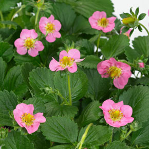 Gasana Everbearing Strawberry