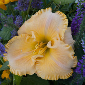 Collier Daylily