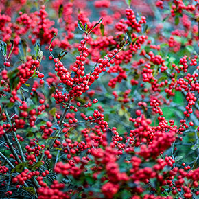 Red winterberries on branches with no leaves