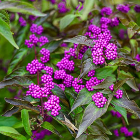 Early Amethyst Japanese Beautyberry