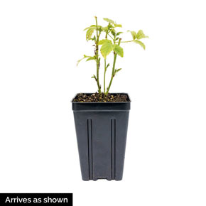 Black Berry Triple Crown