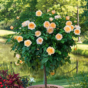 Edith's Darling Tree Rose | Shop Roses | Spring Hill