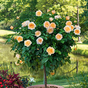 Edith's Darling® Tree Rose