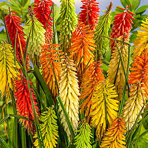 Torch Lily Mix