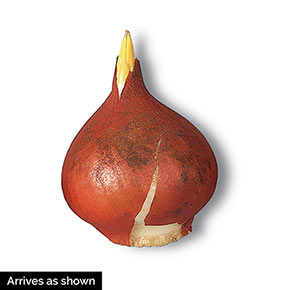 Slawa Tulip