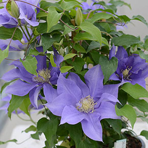 Clematis Olympia™