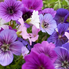 Geranium Breeders Mix
