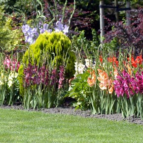 Glamini Dwarf Gladiolus Mix