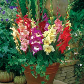 Glamini Dwarf Gladiolus Mix
