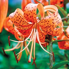 Orange Tiger Lily | Spring Hill Nurseries