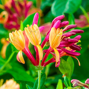 Goldflame Honeysuckle