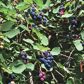 Saskatoon Blueberry