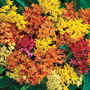 Gay Butterflies Mix Butterfly Weed