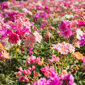 Elise Lewisia