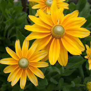 Prairie Sun Rudbeckia