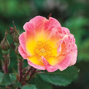 Rainbow Happy Trails™ Groundcover Rose