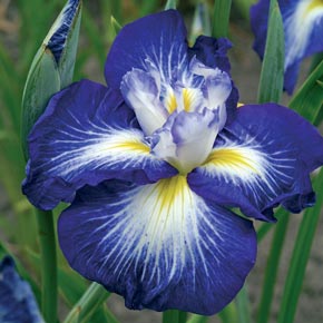 Gusto Japanese Iris